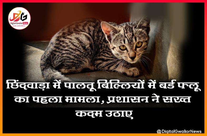 छिंदवाड़ा में पालतू बिल्लियों में बर्ड फ्लू का पहला मामला, प्रशासन ने सख्त कदम उठाए